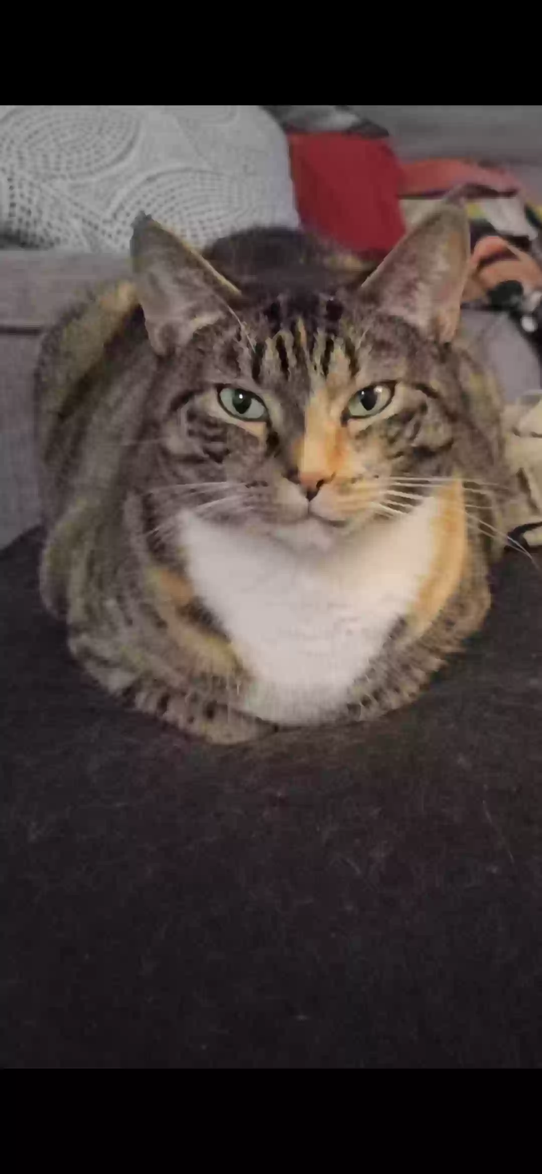 adoptable Cat in Bradenton,FL named Cindy